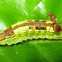 Large Oakblue caterpillar