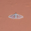 Palpita moth