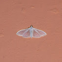 Palpita moth