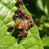 Predatory stink bug nymphs