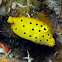 Yellow Boxfish (juvenile)