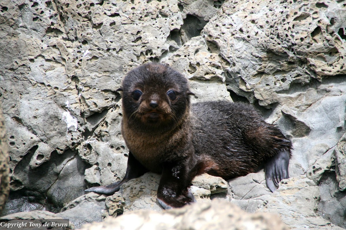 New Zealand fur seals Project Noah