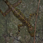 Kendall's Rock Gecko