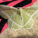 Showy Emerald Moth