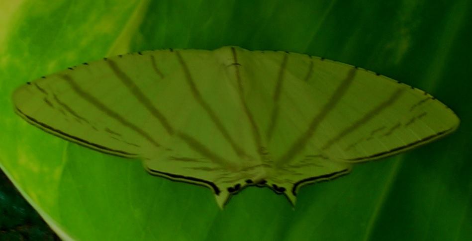 Upside-Down Moth