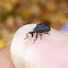 Weevil