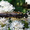 Five-banded tiphiid wasp