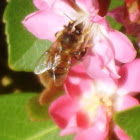 western Honey Bee