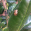 Ladybird Beetle (Ladybug) Nymph- post evacuation