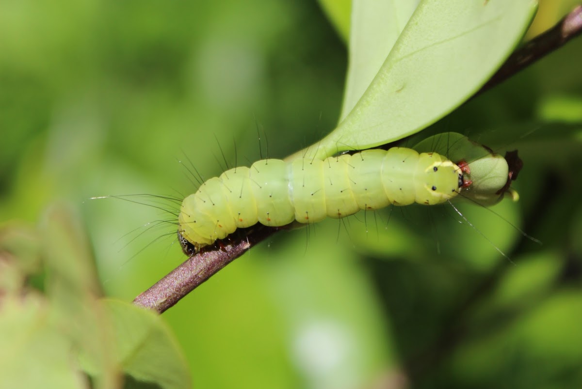 Caterpillar