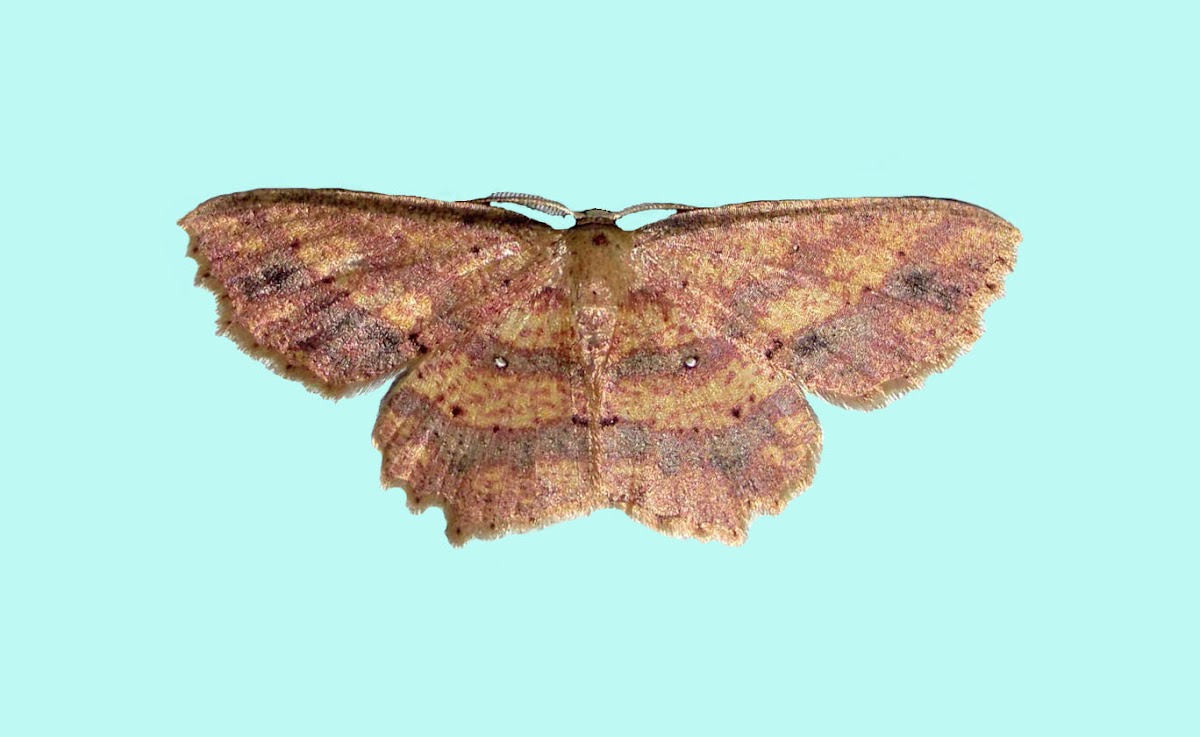 Gray Moth