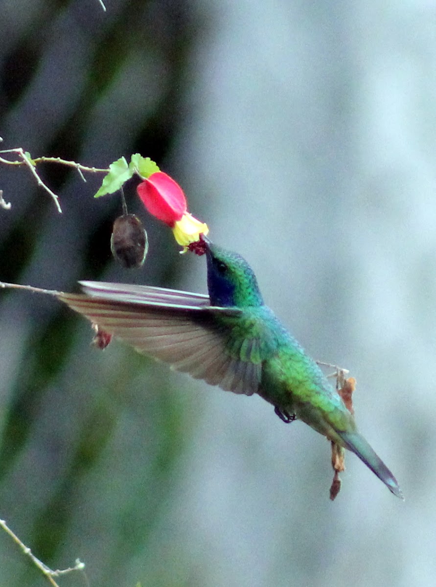 Colibrí Chillón Común