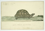 Testudo pardalis (Leopard tortoise)