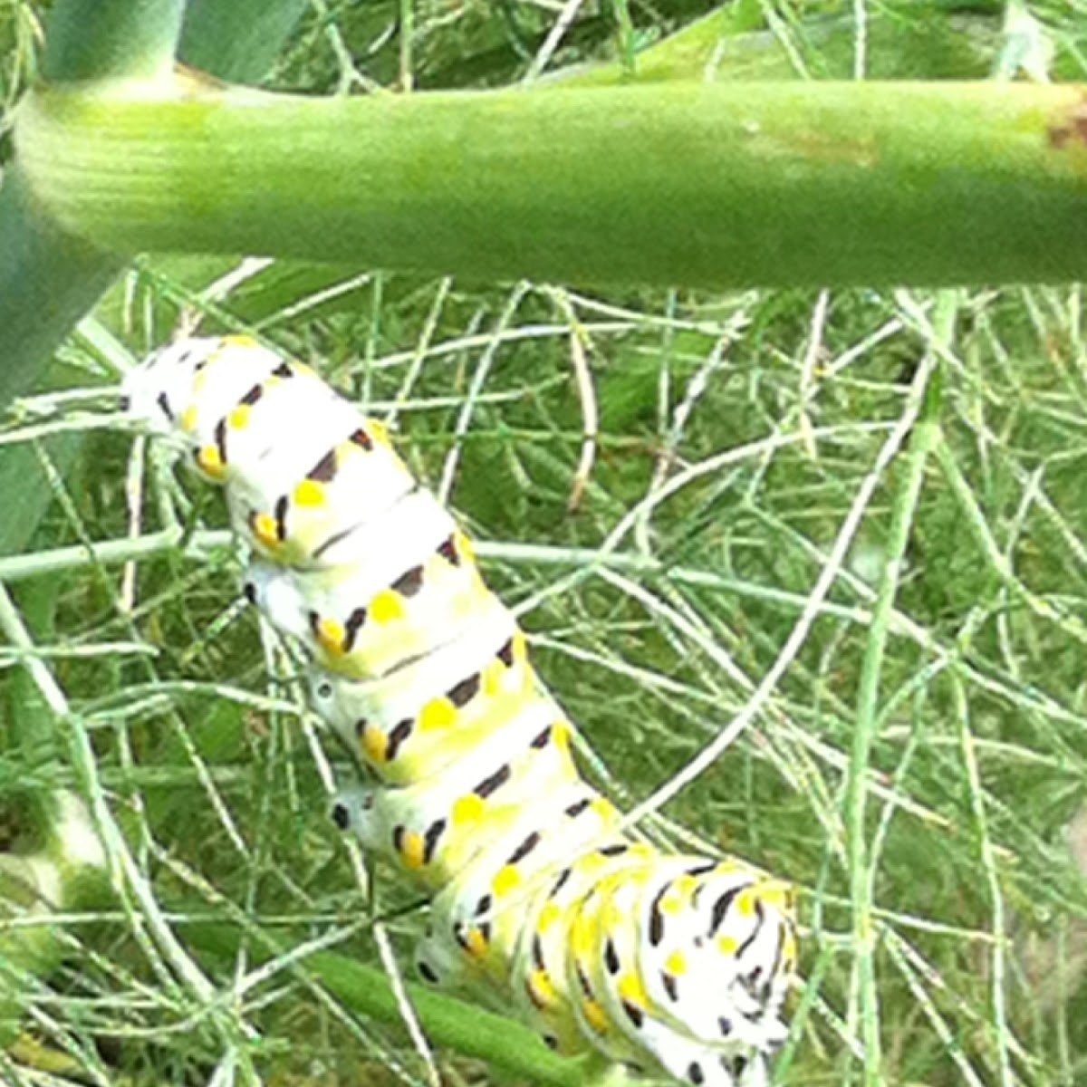 Caterpillar