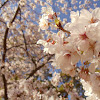 Yoshino Cherry Blossom