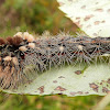 Yellow-Haired Dagger Moth Caterpillar