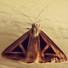 Semi looper moth