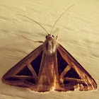 Semi looper moth
