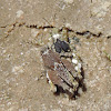 Obscure Pygmy Grasshoppers (mating)