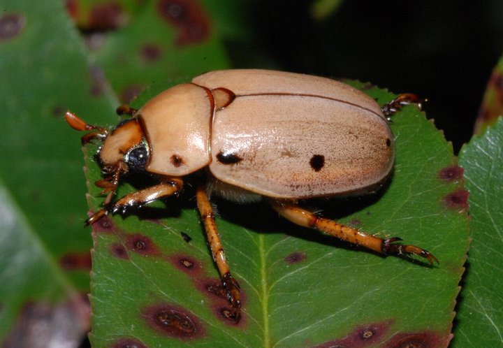 Grapevine beetle