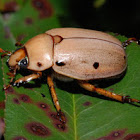 Grapevine beetle