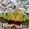 Green drab moth