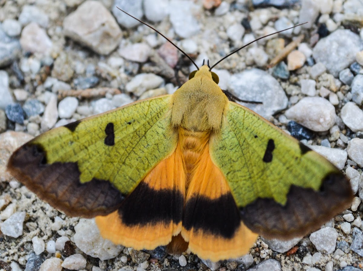 Green drab moth Project Noah
