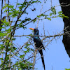 Green Wood  Hoopoe