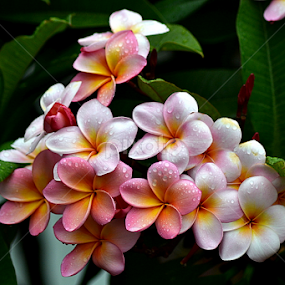 Pink Frangipani 48 by Mark Zouroudis - Flowers Flowers in the Wild