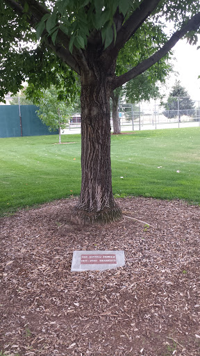 The Kinney Family Memorial Tree
