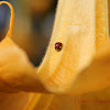Asian Ladybird Beetle