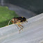 Common green shield bug