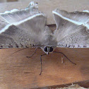 swallowtail moth