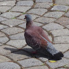 Cape rock pigeon