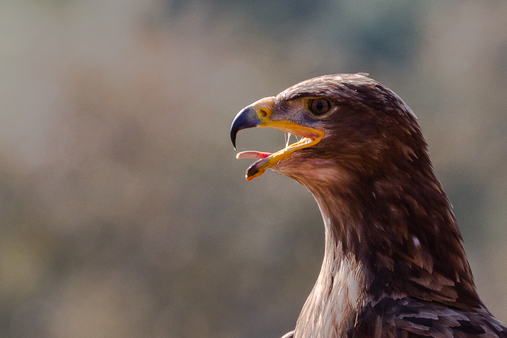 Steppe Eagle