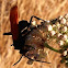 Tarantula Hawk Wasp