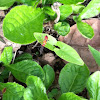 Cotton strainer bug