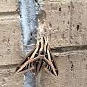 Banded Sphinx