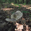 Double White Mushroom