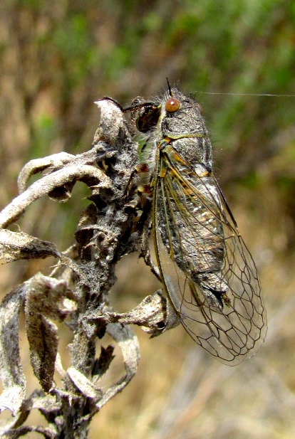 Cicada Okanagana sp.