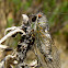 Cicada Okanagana sp.