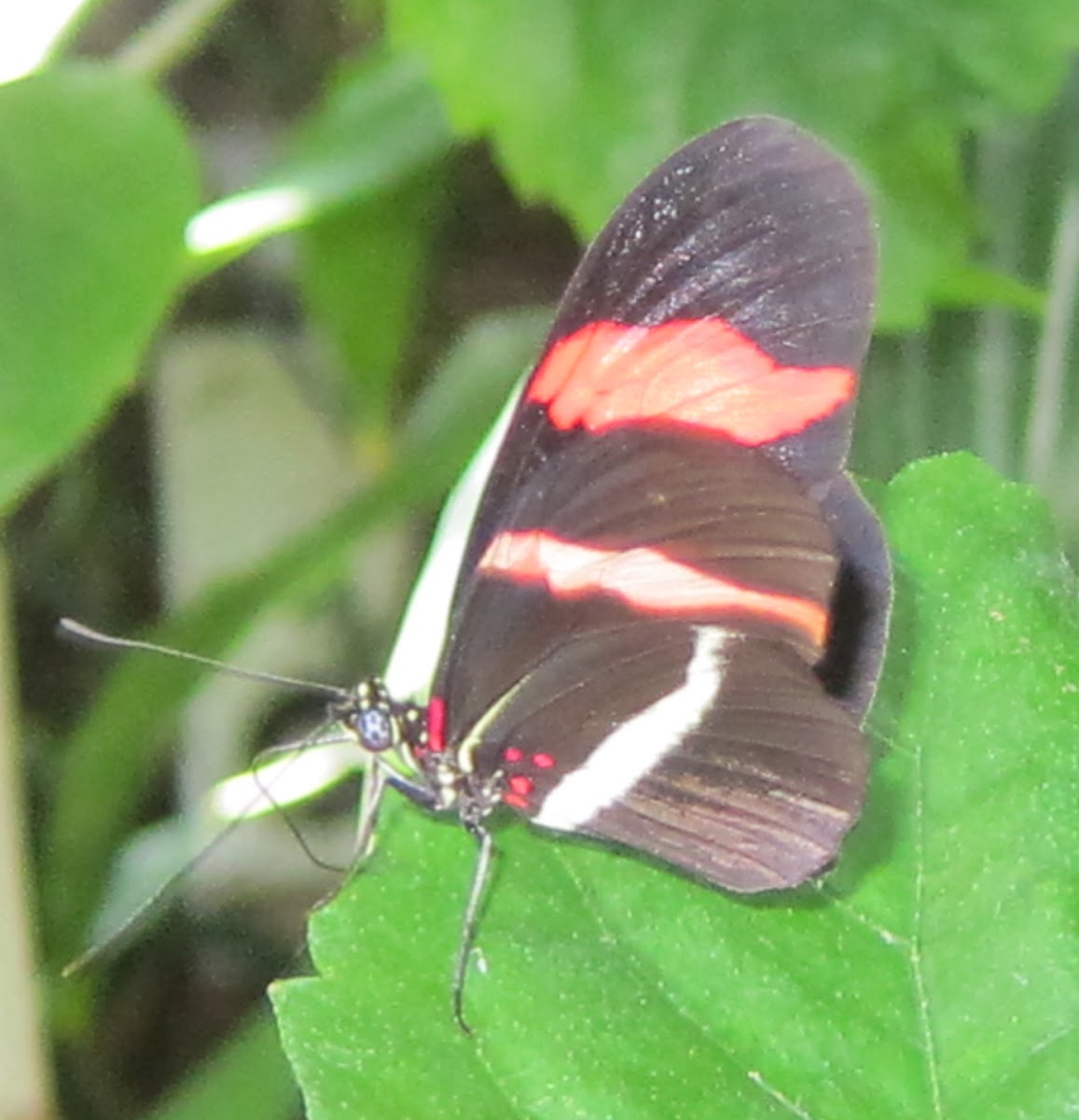 Red Postman Butterfly