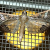 Maruca Pod Borer Moth
