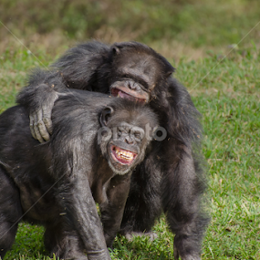 Monkey Love by Jose Gort - Animals Other Mammals