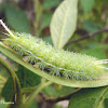 Automeris moth caterpillar