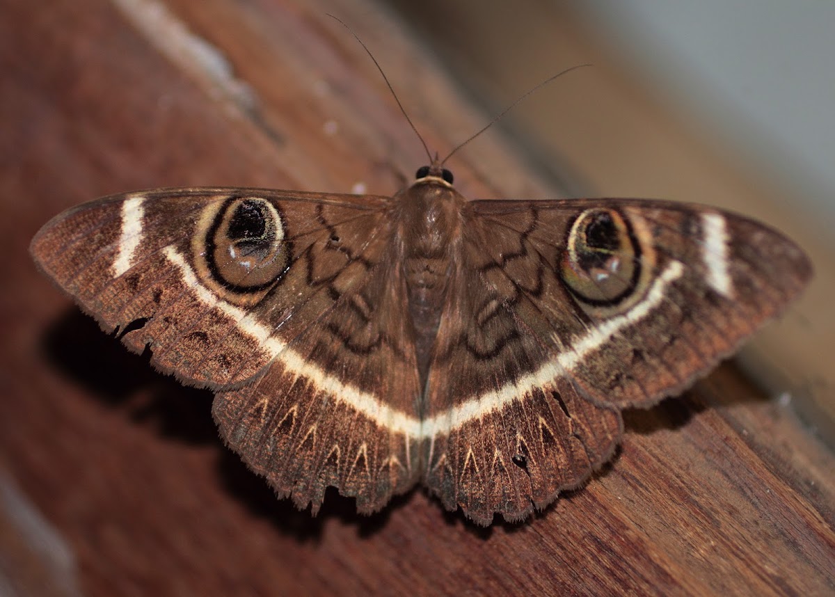 Cream-striped Owl moth