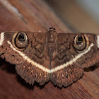 Cream-striped Owl moth