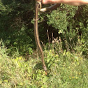 Common garter snake