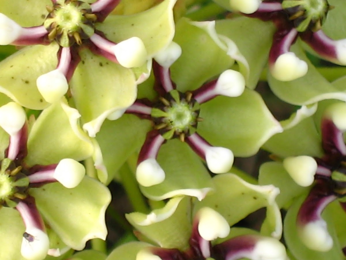 Antelope Horns Milkweed