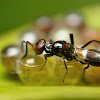 Egg Parasitoid wasp